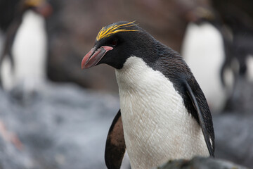 South Georgia Penguin Makaroni close-up in a cloud winter day