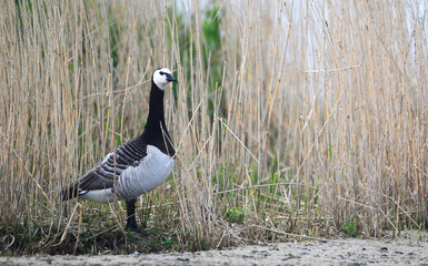 A Barnacle Goose (Branta leucopsis) at Nordsrand Peninsula, Germany Europe