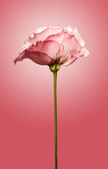 pink carnation flower