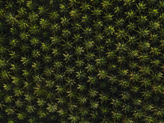 Palm Oil plantation in the Catatumbo region. North of Santander, Colombia.