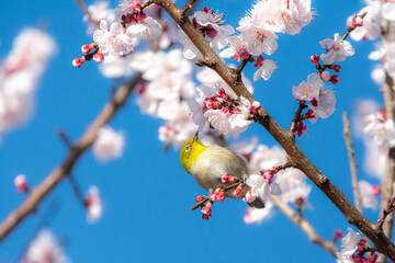 あんずの花とメジロ