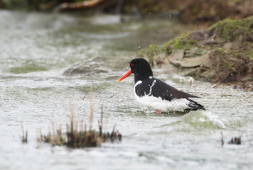 An Oystercatcher (Haematopus ostralegus) searching for Food, Peninsula Nordstrand, Germany, Europe