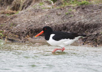 An Oystercatcher (Haematopus ostralegus) searching for Food, Peninsula Nordstrand, Germany, Europe