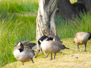 A group of American geese by old stumps and grass