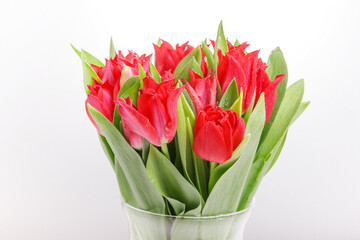 Bouquet of pink red tulip on white background. 8 March concept