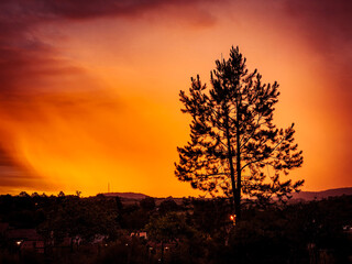 sunset in the forest