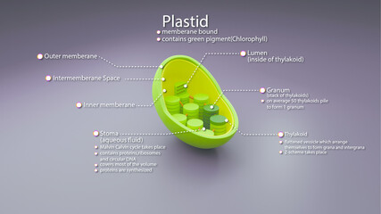 3D illustration of plastid, an organelle in plants, with labelled components and in 3D style.