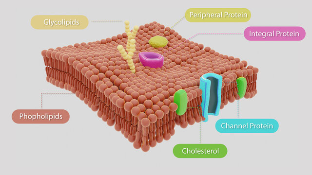 3D Illustration of Plasma Membrane
A beautiful illustration in 3D style with its main components. 