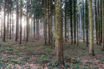 Obraz premium Mischwald im Frühjahr