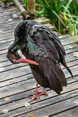 Black stork on the footbridge. Latin name - Ciconia nigra	