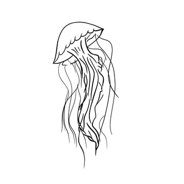 sketch black and white jellyfish sea inhabitant white background