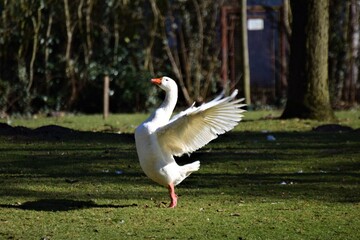 A white goose standing on the lawn spreads her plumage