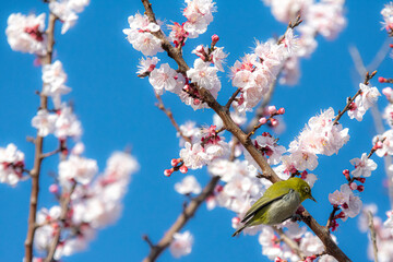 あんずの花とメジロ