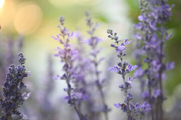Purple Lavender flowers close up