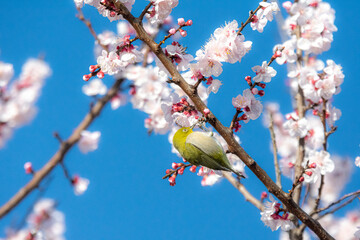 あんずの花とメジロ