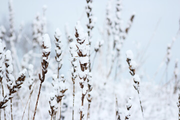 beautiful dry winter flower in snow and frost at wintertime