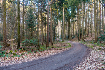 Mischwald im Frühjahr