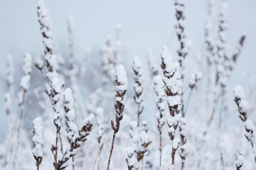 Obraz premium beautiful dry winter flower in snow and frost at wintertime