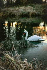 Majestic Swan in Water at Dawn Sunrise