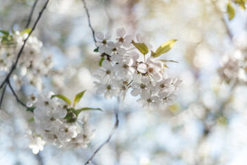 Floral spring bacgkround with blossoming cherry tree brunch