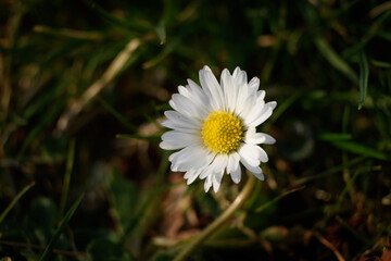 Closeup of single white daisy in the grass