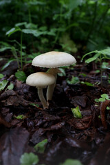 Mushrooms in the forest under my feet