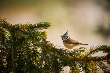 Crested Tit (Lophophanes cristatus) sitting on beautiful spruce branch