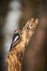 Middle Spotted Woodpecker ( Leiopicus medius)