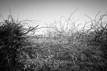 Abstract Macro Natural Spikey Thorns