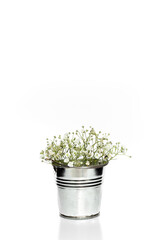 White flowers in a metal bucket. Postcard. White background. Isolate. Place for your text.