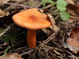 Ginger mushroom in the forest under my feet