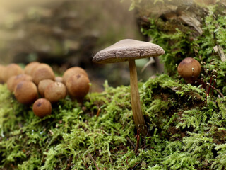 Mushrooms in the forest under my feet