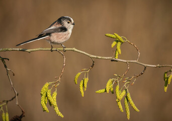 Long tailed tit, Aegithalos caudatus, perched on branch of hazel catkins