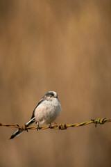  Long tailed tit, Aegithalos caudatus, perched on old rusting barbed wire