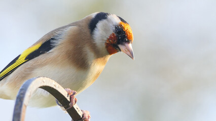 Goldfinches feeding from a bird table of mixed seeds UK