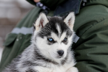 Cute husky puppies, felt boots in the snow and husky puppy
