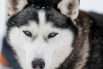 Husky dog close up photo in winter