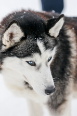 Husky dog close up photo in winter