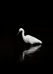 Obraz premium Egret with black background and nice reflection in the water