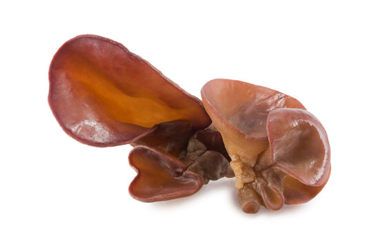 Fresh Jew's ear, Wood ear, Jelly ear isolated on white background.