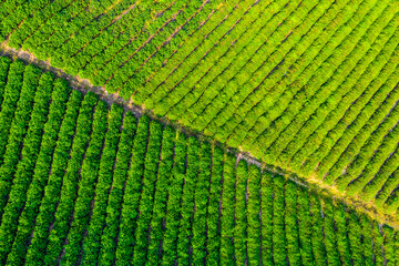 Aerial view of green tea plantation.