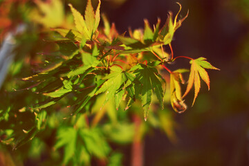 Leaves Of Autumn Maple