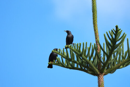Dos mirlos negros sobre las ramas de una araucaria con un cielo azul intenso.