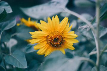 Sunflower And Own Leaves