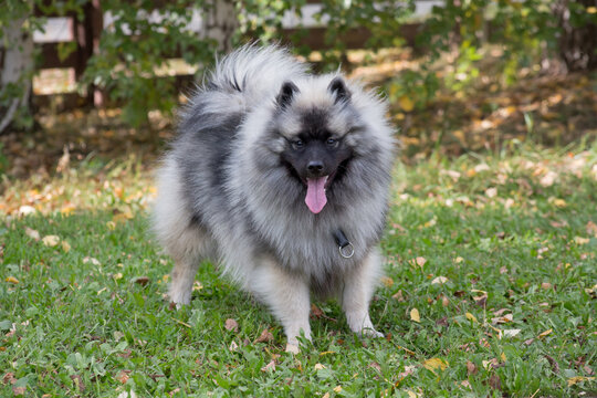 Deutscher wolfspitz puppy is standing in the autumn park. Keeshond or german spitz. Pet animals.