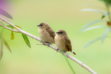 Scaly-breasted Munia
