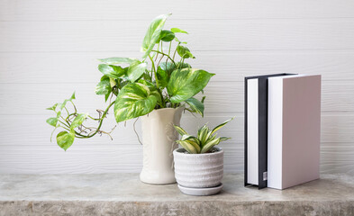 Mock up black and white book,Snake plant and House plant Spotted betel or Australian native monstera  in white vase  on concrete table wooden background