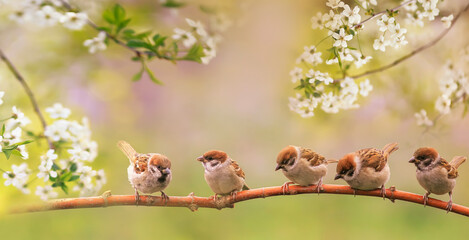 birds and baby sparrows they sit in spring sunny bloom on the branches of cherry trees with white flowers