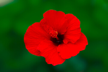 Fototapeta premium picture of a hibiscus flower