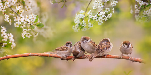 little funny chicks sparrows sit in spring sunshine on the branches of a cherry tree with white...